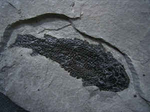 Gyroptychius und Osteolepis