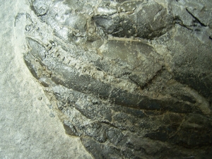 Gyroptychius und Osteolepis