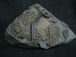 Krokodilplatte aus Holzmaden