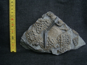 Krokodilplatte aus Holzmaden