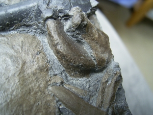 Krokodilplatte aus Holzmaden