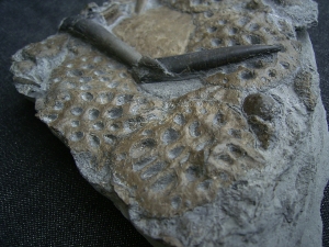 Krokodilplatte aus Holzmaden