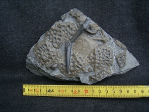 Krokodilplatte aus Holzmaden