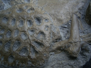 Krokodilplatte aus Holzmaden