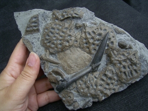 Krokodilplatte aus Holzmaden