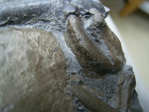 Krokodilplatte aus Holzmaden