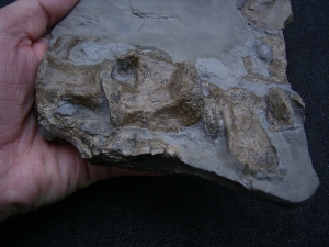 Steneosaurs Knochenplatte, Holzmaden