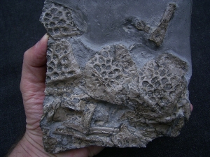 Steneosaurs Knochenplatte, Holzmaden