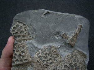 Steneosaurs Knochenplatte, Holzmaden