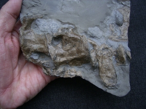 Steneosaurs Knochenplatte, Holzmaden