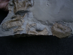 Steneosaurs Knochenplatte, Holzmaden