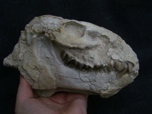 Oreodont Schädel