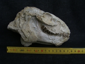 Oreodont Schädel