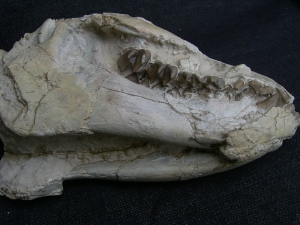 Oreodont Schädel