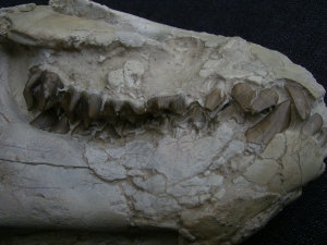 Oreodont Schädel