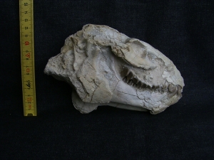 Oreodont Schädel
