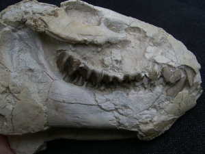 Oreodont Schädel