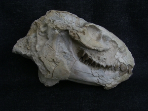 Oreodont Schädel