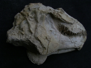 Oreodont Schädel