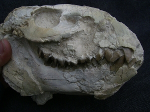 Oreodont Schädel