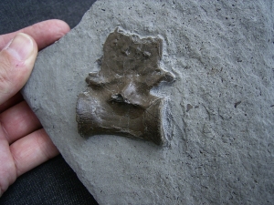 Krokodil Wirbel Holzmaden