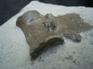 Krokodil Wirbel Holzmaden