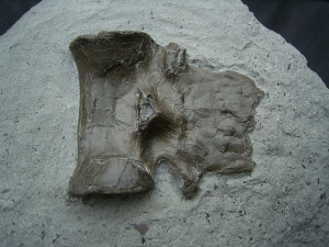 Krokodil Wirbel Holzmaden