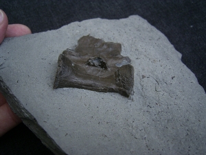 Krokodil Wirbel Holzmaden