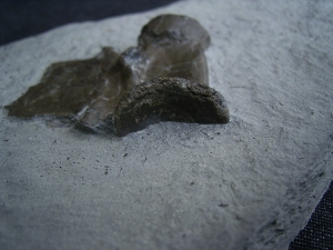 Krokodil Wirbel Holzmaden