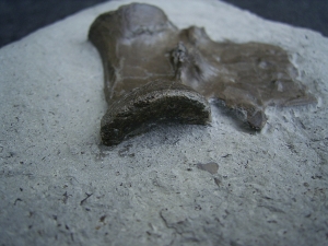 Krokodil Wirbel Holzmaden