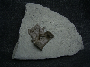 Krokodil Wirbel Holzmaden