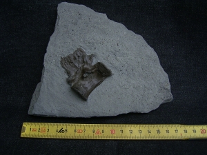 Krokodil Wirbel Holzmaden