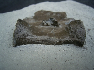 Krokodil Wirbel Holzmaden