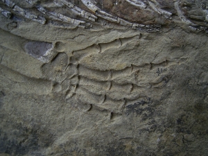 Hovasaurus Skelett pos/neg