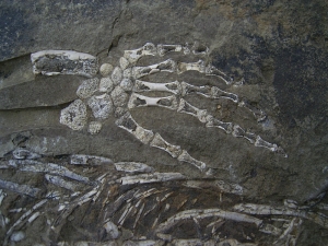 Hovasaurus Skelett pos/neg