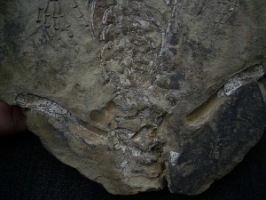 Hovasaurus Skelett pos/neg