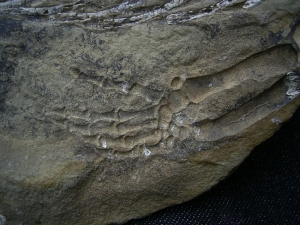 Hovasaurus Skelett pos/neg