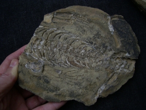 Hovasaurus Skelett pos/neg