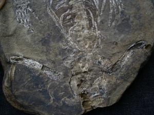 Hovasaurus Skelett pos/neg