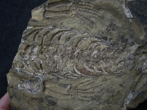 Hovasaurus Skelett pos/neg