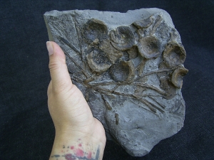 Ichthyosaurus Knochenplatte, Stenopterygius