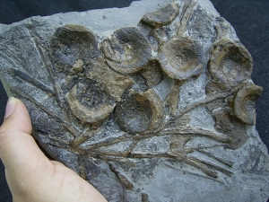 Ichthyosaurus Knochenplatte, Stenopterygius