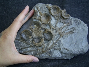 Ichthyosaurus Knochenplatte, Stenopterygius