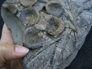 Ichthyosaurus Knochenplatte, Stenopterygius