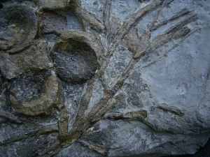 Ichthyosaurus Knochenplatte, Stenopterygius