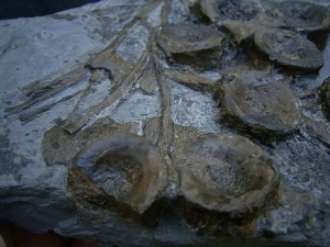 Ichthyosaurus Knochenplatte, Stenopterygius