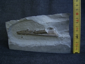Ichthyosaurus Schnauzenspitze mit Zähnen