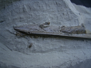 Ichthyosaurus Schnauzenspitze mit Zähnen