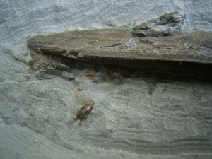 Ichthyosaurus Schnauzenspitze mit Zähnen