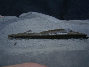 Ichthyosaurus Schnauzenspitze mit Zähnen